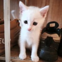 Hades, adorable chaton à l'adoption #2