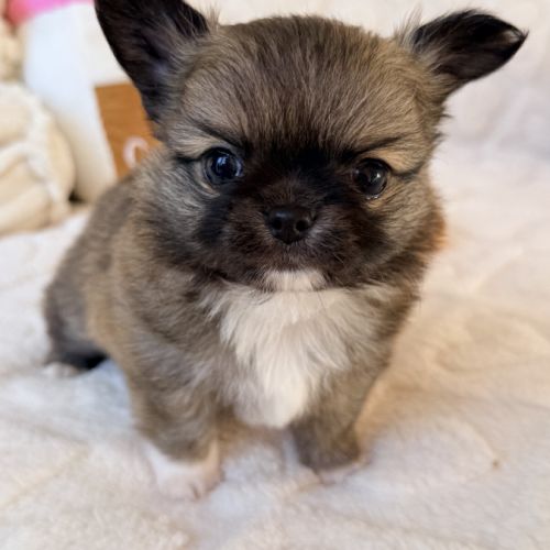 Chiot chihuahua lof poil long #2