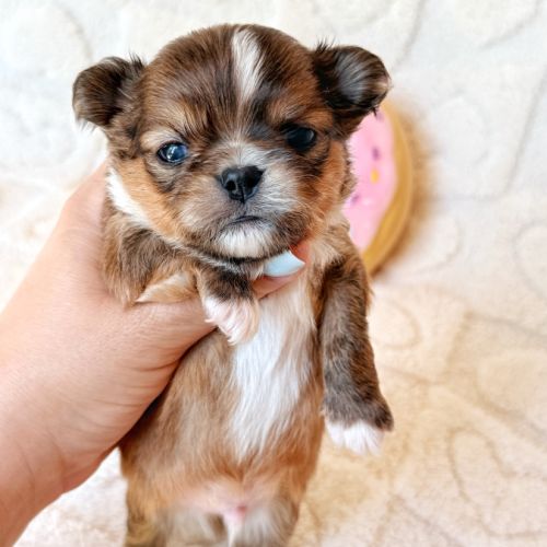 Chiot chihuahua lof poil long #0