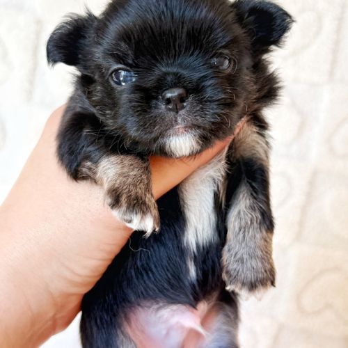Chiot chihuahua lof poil long #5