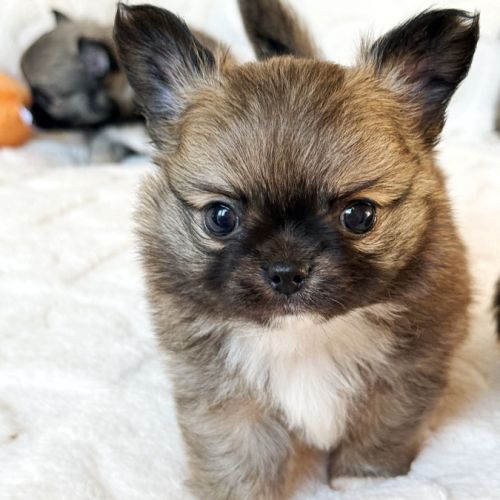 Chiot chihuahua lof poil long #6