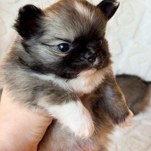 Chiot chihuahua lof poil long #7