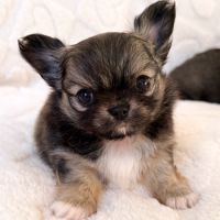 Chiot chihuahua lof poil long #1
