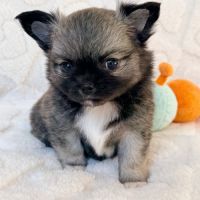 Chiot chihuahua lof poil long #4