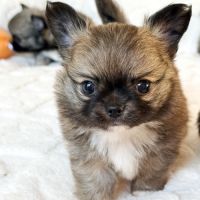 Chiot chihuahua lof poil long #6
