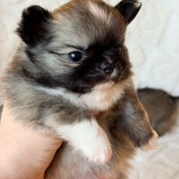 Chiot chihuahua lof poil long #7