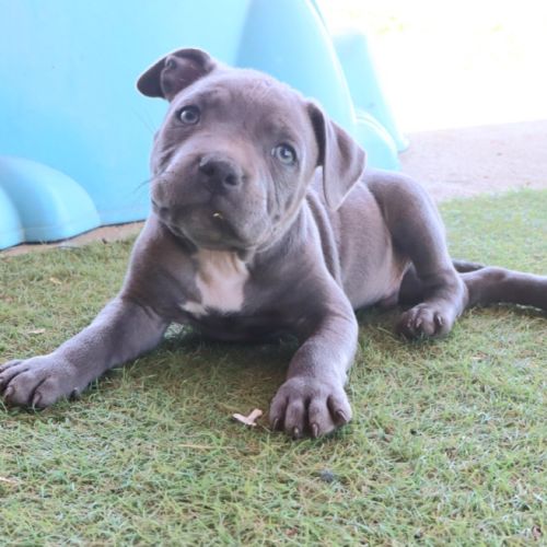 Staffie bleus lof #2