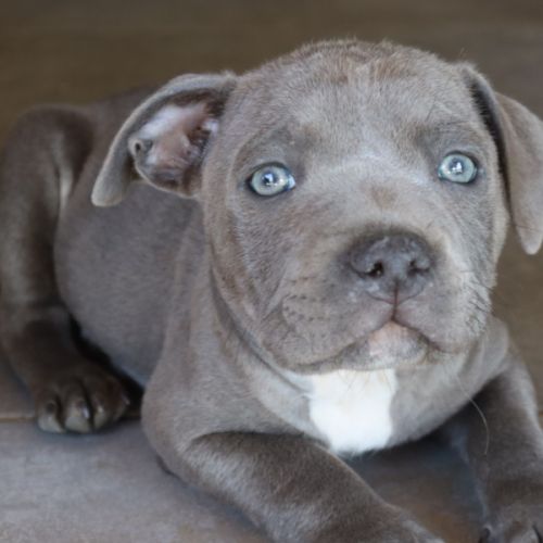 Staffie bleus lof #3