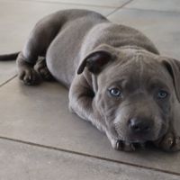 Staffie bleus lof #0