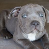 Staffie bleus lof #3