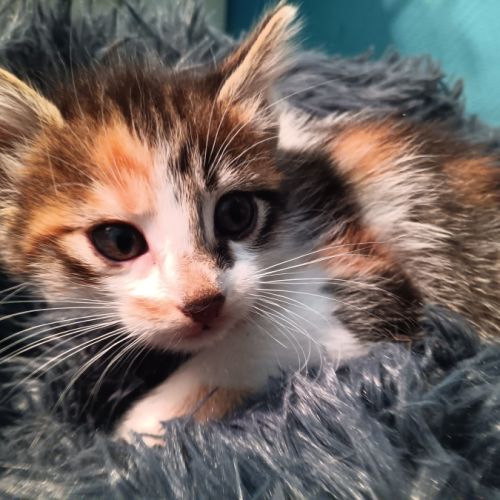 Anouchka-chatonne de 7 semaines à adopter #1