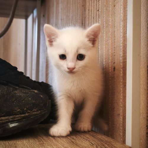 Lila, adorable chaton à l'adoption #2