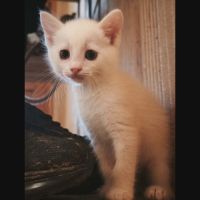 Lila, adorable chaton à l'adoption