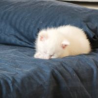 Lila, adorable chaton à l'adoption #3