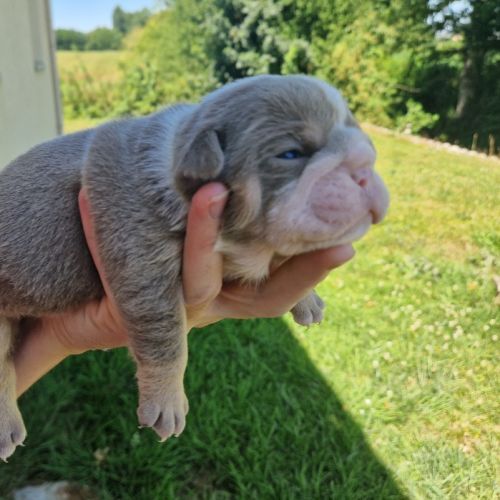Retraite buldogue anglais #1
