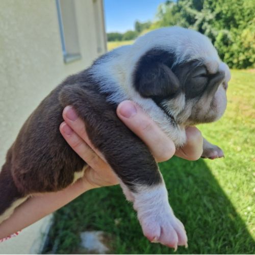 Retraite buldogue anglais #2