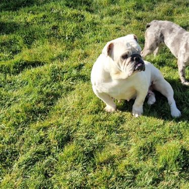 Retraite buldogue anglais #0