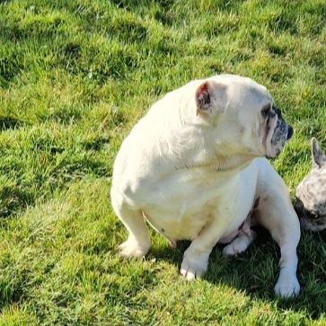 Retraite buldogue anglais #6