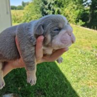 Retraite buldogue anglais #1