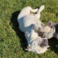 Retraite buldogue anglais #3