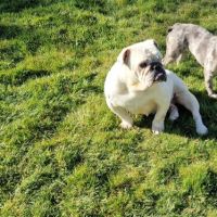 Retraite buldogue anglais
