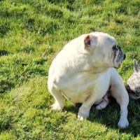 Retraite buldogue anglais #6
