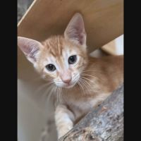 Godiveau, adorable chaton à l'adoption