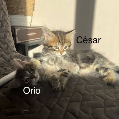 Éros, césar, orio #2