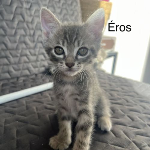 Éros, césar, orio #4