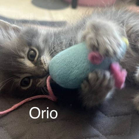 Éros, césar, orio #6