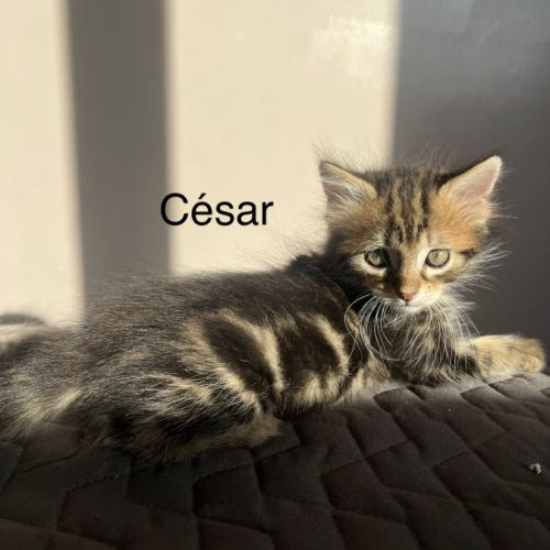 Éros, césar, orio #7