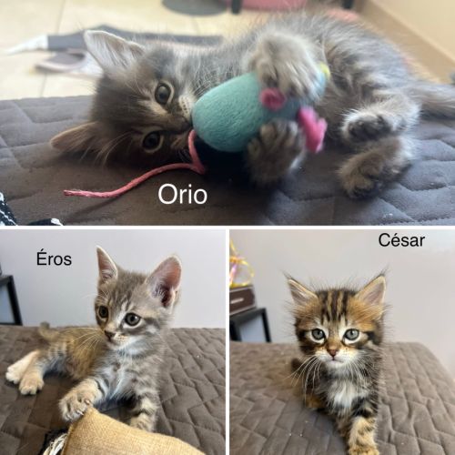 Éros, césar, orio #0