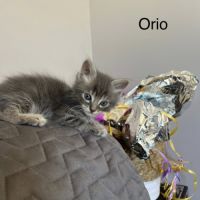 Éros, césar, orio #3
