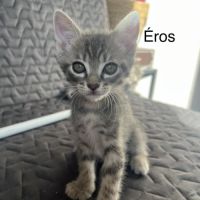 Éros, césar, orio #4