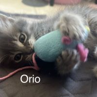 Éros, césar, orio #6