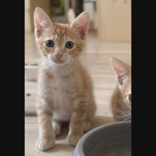 Chorizo, adorable chaton à l'adoption #0