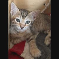 Chipo, adorable chaton à l'adoption