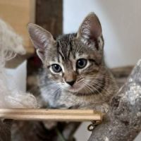 Merguez, adorable chaton à l'adoption