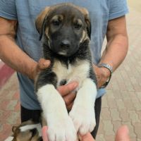 Bazile le gros bebe #5