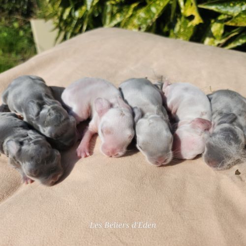 Lapereaux beliers nains (lapins) #1