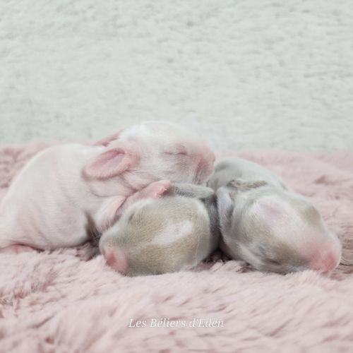 Lapereaux beliers nains (lapins) #3
