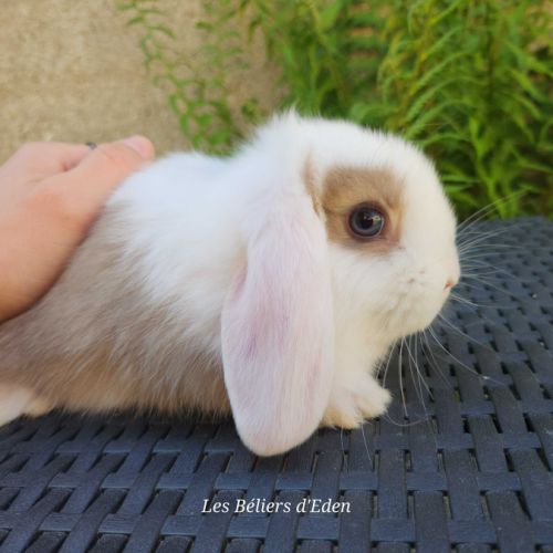 Lapereaux beliers nains (lapins) #4