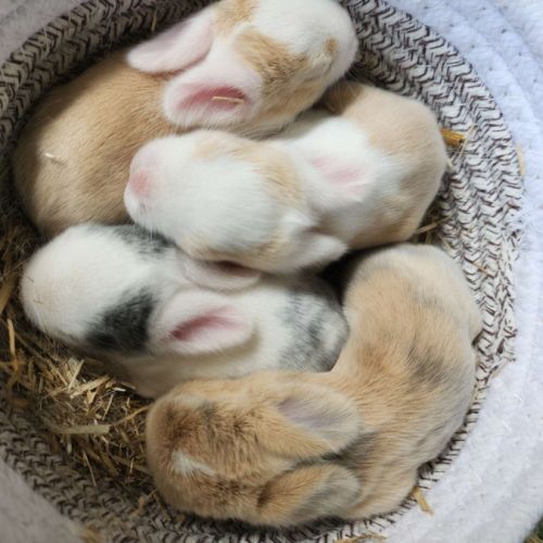 Lapereaux beliers nains (lapins) #6
