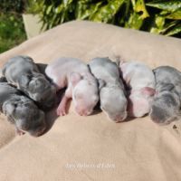 Lapereaux beliers nains (lapins) #1