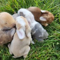 Lapereaux beliers nains (lapins) #0