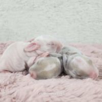 Lapereaux beliers nains (lapins) #3