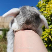 Lapereaux beliers nains (lapins) #5