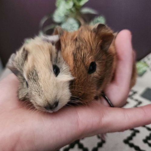 Bébés cochons d’inde males