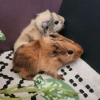Bébés cochons d’inde males #4