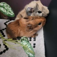 Bébés cochons d’inde males #5